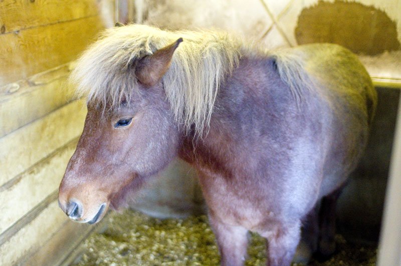 🌳 히몬야 공원(히몬야코엔) 이미지 5